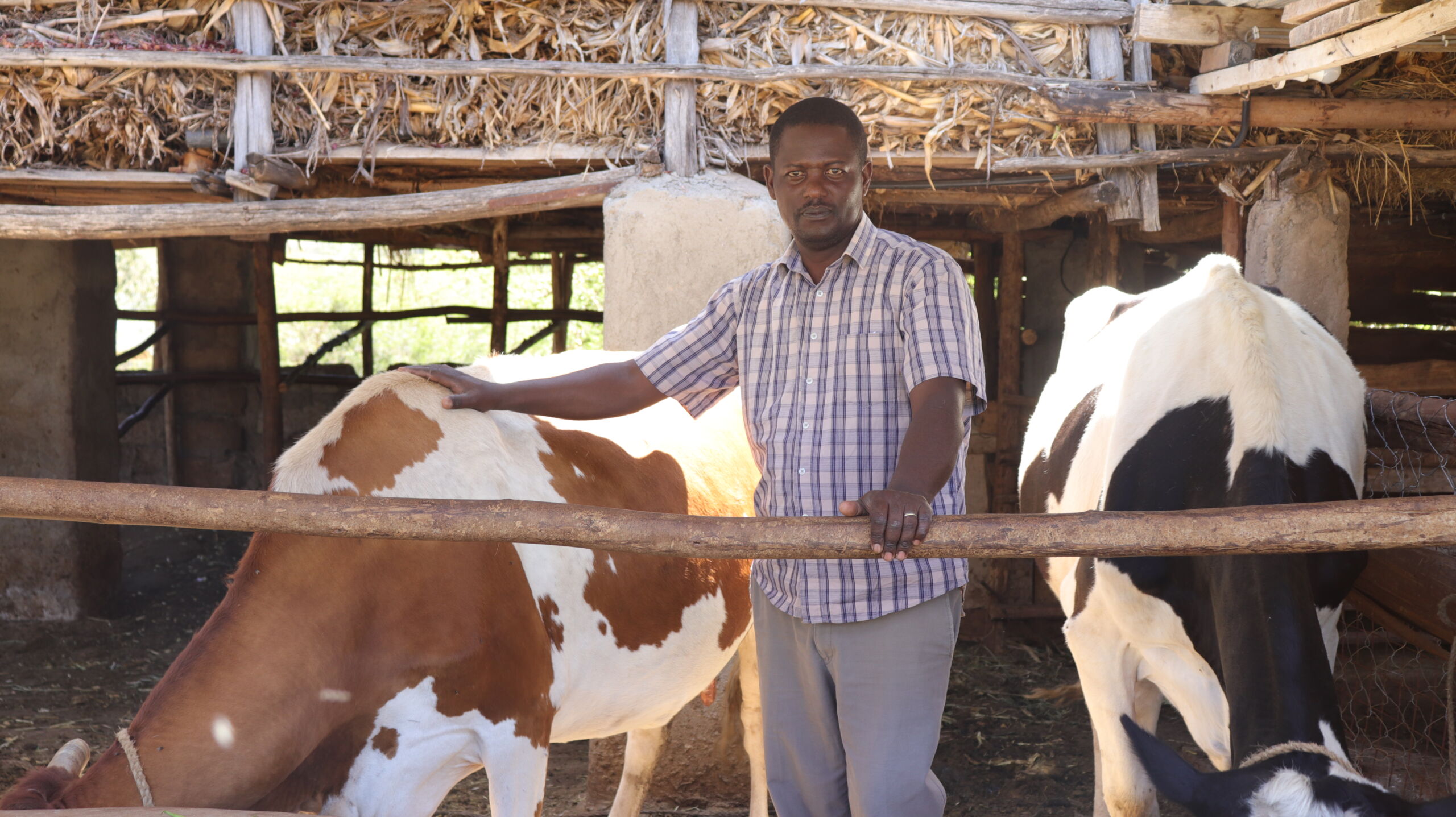 Micro Insurance: Shielding dairy farmers from enterprise risks ...