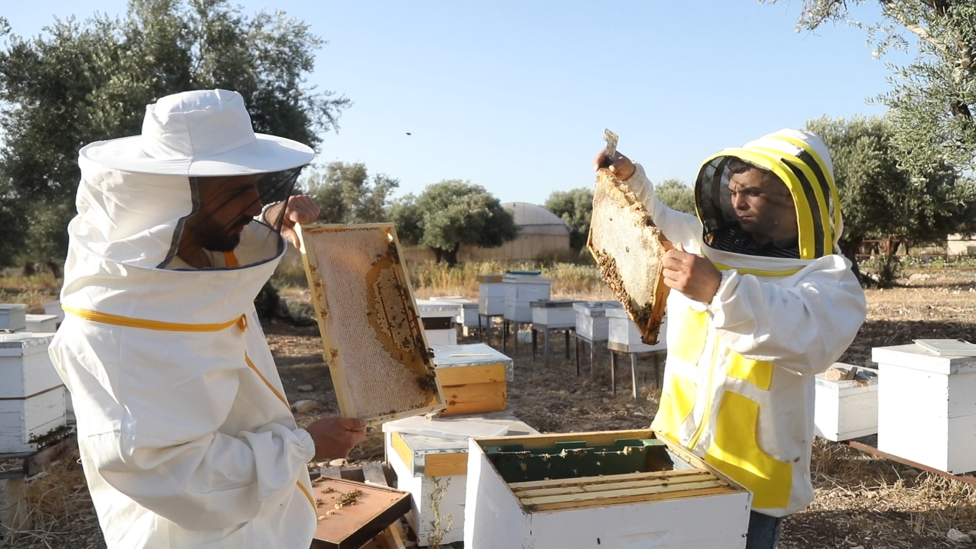 Jenin Beekeepers Cooperative Association, Palestine - WeEffect Global