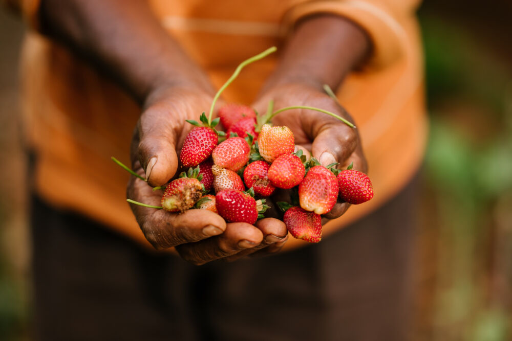 Photo of hands holding strawberries.