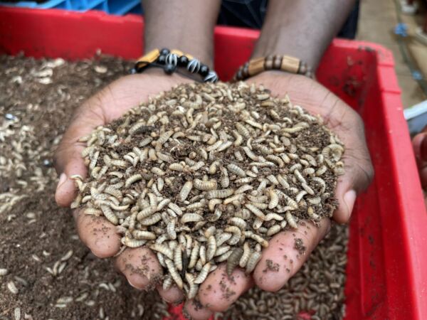 Hands full of larvea of soldier fly.